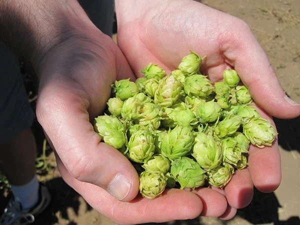 hops flower hops flower